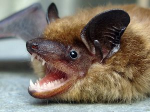 (Utah Division of Wildlife Resources) A bat in Salt Lake City tested positive for rabies this week, Salt Lake County Health Department officials announced on Thursday, June 1, 2023.