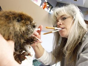 (Leah Hogsten | The Salt Lake Tribune)
A beaver gets a syringe of nutrient rich food from Wildlife Rehabilitation Center of Northern Utah executive director DaLyn Marthaler to supplement its diet of aspen, willow, sweet potatoes and carrots in this file photo from April 4, 2013. In March, the WRCNU was given an eviction notice from Ogden City, and it has been searching for a new home since.