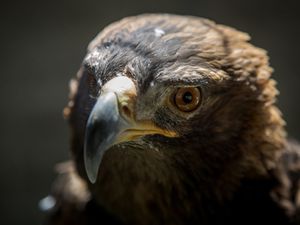(Benjamin Zack/Standard-Examiner, via AP) This July 6, 2017 photo shows Phoenix, a golden eagle at the Wildlife Rehabilitation Center of Northern Utah, in Ogden. Phoenix survived third-degree burns from a Utah wildfire and a bout with the West Nile virus that left him blind in one eye now has a job as an educational bird at a northern Utah wildlife rehabilitation center.
