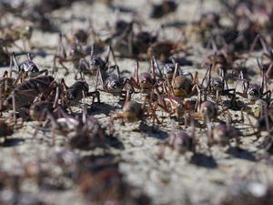 (Rick Bowmer | AP) Mormon crickets make their way over a Jersey barrier during the migration of Mormon crickets, Friday, June 16, 2023, in Spring Creek, Nev. The small town in rural northeastern Nevada is being invaded by a swarm of blood-red crickets. The unwelcome visitors began to emerge around late May and early June.